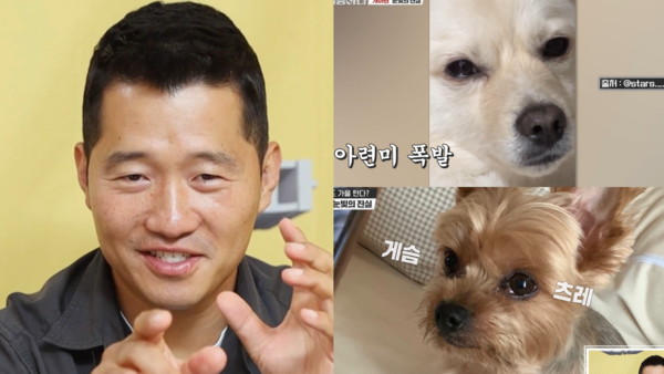KBS 2TV '개는 훌륭하다'