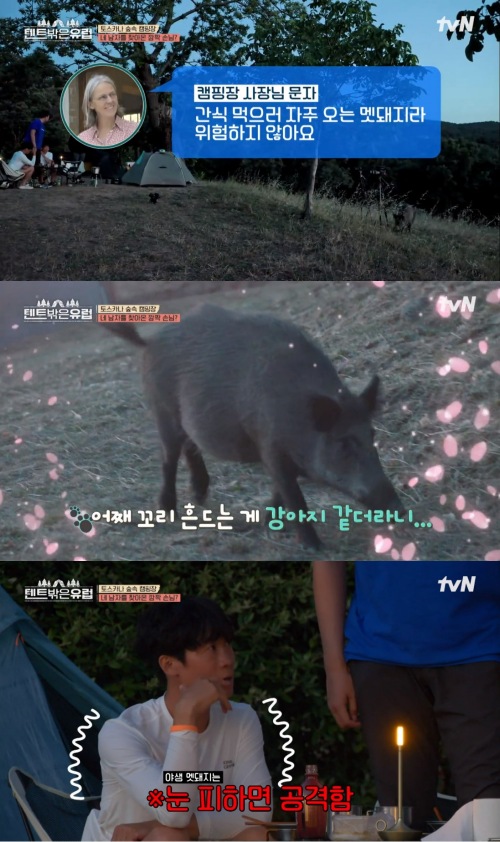 다행히도 위험하지 않은 야생 멧돼지였다. (출처: tvN)