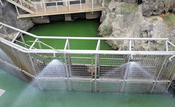 낙동강 본포취수장 취수구에서 녹조 덩어리가 들어오는 것을 막으려고 물을 뿌리고 있다. 출처: 한겨레