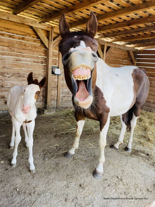 말 부문 우수상에 선정된 ‘행복한 말들’(Happay Horses). 출처: ‘애니멀 프렌드 웃기는 반려동물 사진전’ 홈페이지