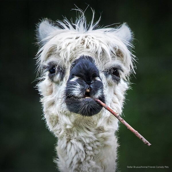 기타 동물 부문 우수상에 선정된 ‘담배 피는 알파카’(Smorkin’ Alpaca). 출처: ‘애니멀 프렌드 웃기는 반려동물 사진전’ 홈페이지