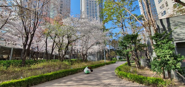 봄철 우리 아파트 정원 풍경. 벚꽃이 아름답게 핀 이 길을 다시 게스트들과 함께 거닐 생각을 하니 기분이 좋다.