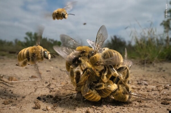 대상작인 선인장꿀벌의 짝짓기 장면은 미국 사진가 카린 아이그너가 촬영했다. 출처: 카린 아이그너, 올해의 야생동물 사진가 제공