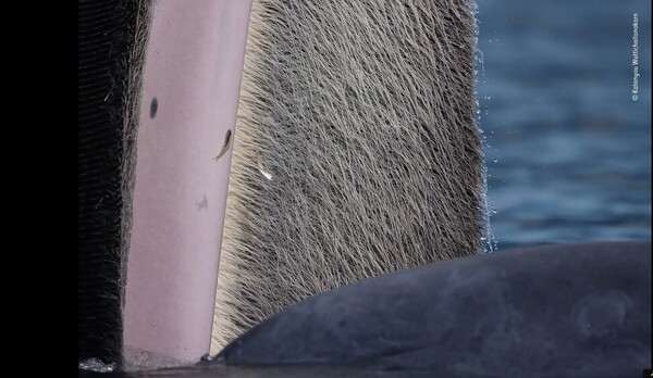 수염고래의 검은 피부와 분홍빛 잇몸, 솔 같은 수염을 묘사한 대상작. 출처: 카타뉴 우티차이타나코른프롬, 올해의 야생동물 사진가 제공.