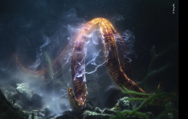 정액과 알이 분출해 마치 벼락이 치는 것 같은 모습을 연출하는 불가사리의 짝짓기 모습. 수중 촬영 수상작이다. 출처: 토니 우, 올해의 야생동물 사진가 제공.
