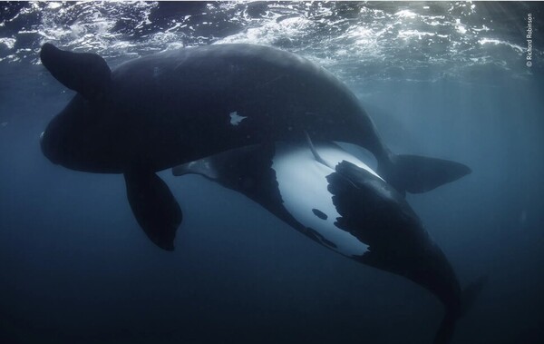 남방참고래의 짝짓기 장면을 촬영한 뉴질랜드 사진가 리처드 로빈슨은 해양 부문 수상자로 뽑혔다. 출처: 리처드 로빈슨, 올해의 야생동물 사진가 제공.