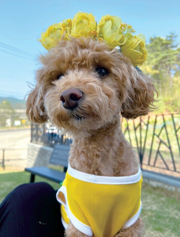 “밥 잘 먹는 예쁜 강아지” 하현정 아나운서와 ‘보고’의 일상을 소개합니다