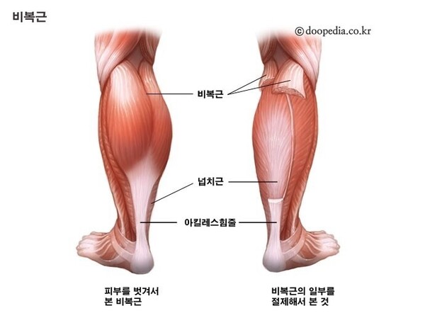 무릎 뒤쪽엔 두 가지 근육이 있다. 하나는 장딴지근(비복근), 다른 하나는 가자미근(넙치근, 비장근)이다. ⓒ두산백과