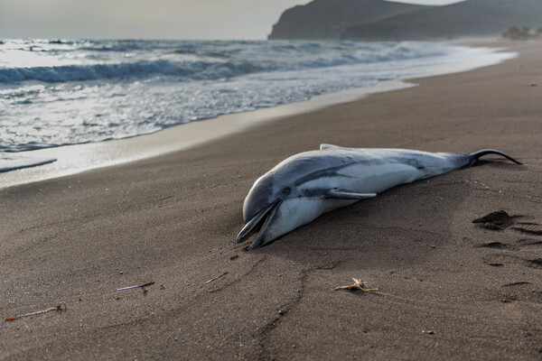 [자료사진] 해안가에서 폐사한 돌고래. ⓒ게티 이미지