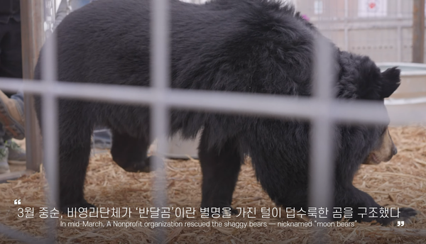 지난 3월 강원도 동해에서 구조된 반달곰 22마리가 콜로라도주의 보호구역으로 이주했다. ⓒ'곰마워 프로젝트' 유튜브
