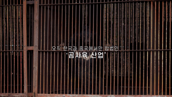 한국과 중국에서만 합법인 '곰사육 산업' ⓒ'곰마워 프로젝트' 유튜브