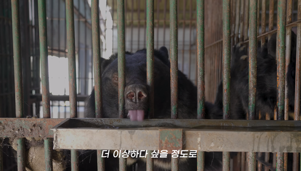 '뜬장'에 갇힌 반달곰의 모습. ⓒ'곰마워 프로젝트' 유튜브