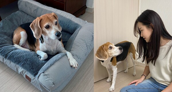 배우 유수정, 반려견 '봄'이와 보기만해도 행복해지는 일상을 공개했다