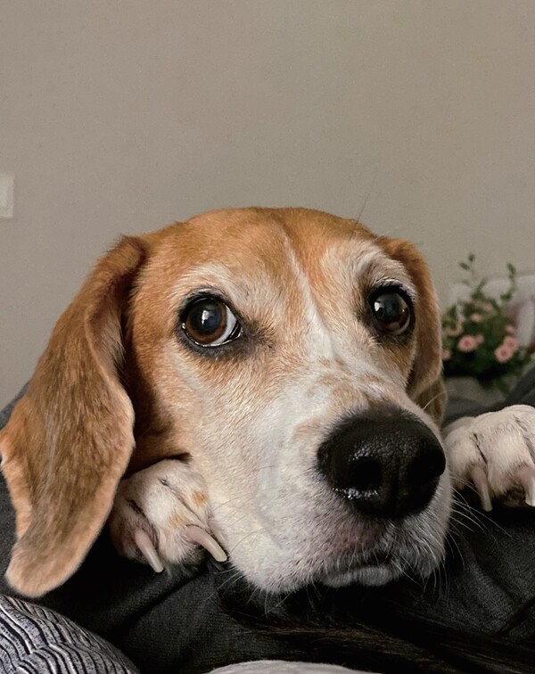 배우 유수정, 반려견 '봄'이와 보기만해도 행복해지는 일상을 공개했다