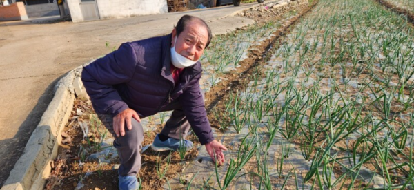 23일 전남 고흥군 금산면 어전리에서 양파를 재배하는 이영남씨가 가뭄으로 뿌리를 뻗지 못한 양파 모종을 가리키고 있다.&nbsp;ⓒ한겨레 김용희 기자 제공&nbsp;