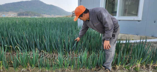 24일 전남 신안군 임자면 원상마을 대파밭에서 농민 최재복씨가 가뭄으로 잎끝이 말라버린 대파를 살펴보고 있다.&nbsp;ⓒ한겨레 김용희 기자 제공&nbsp;