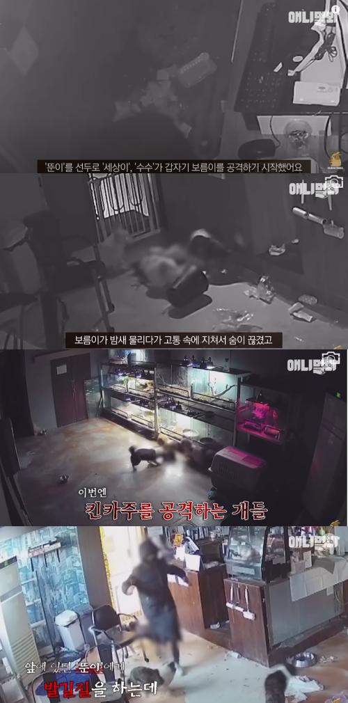 서울 마포구에 위치한 한 동물카페에서 끔찍한 사건이 발생했다. ⓒ유튜브 채널 'SBS TV동물농장X애니멀봐'