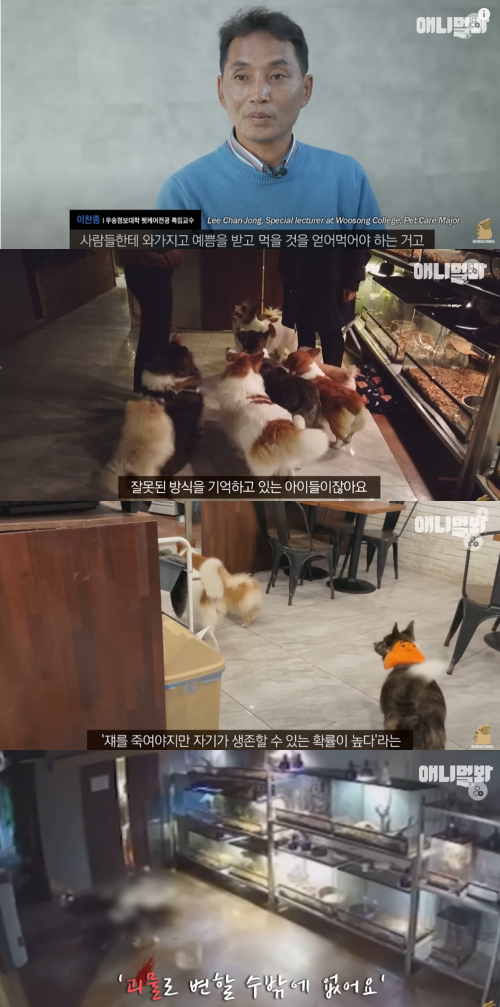 서울 마포구에 위치한 한 동물카페에서 끔찍한 사건이 발생했다. ⓒ유튜브 채널 'SBS TV동물농장X애니멀봐'