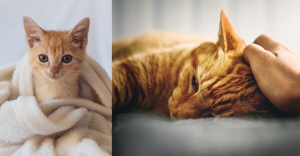 작고 소중한 우리 고양이도 피할 수 없는 노화. 나이 든 고양이에게 나타나는 증상 네 가지