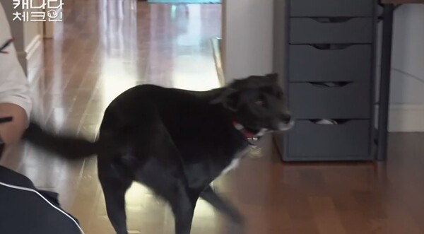 곧바로 반응하는 공손의 귀와 꼬리 ⓒ티빙