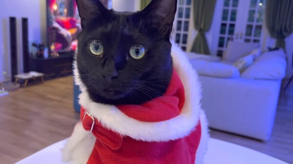 산타 망토를 입은 검은 고양이 다홍이.&nbsp;ⓒ유튜브 채널 ‘검은 고양이 다홍’