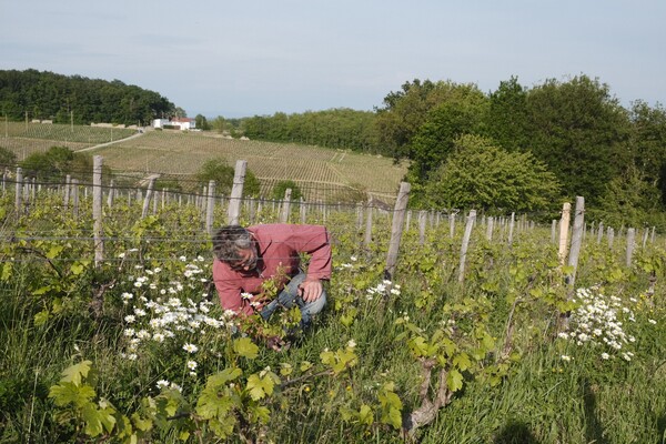 '내추럴 와인' 생산 과정.&nbsp;ⓒ다경와인 제공