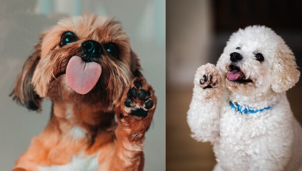 보습제 바르기, 털 관리는 필수! 반려견의 발바닥을 사계절 내내 촉촉하게 유지하는 특별 관리법