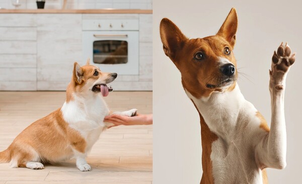 보습제 바르기, 털 관리는 필수! 반려견의 발바닥을 사계절 내내 촉촉하게 유지하는 특별 관리법