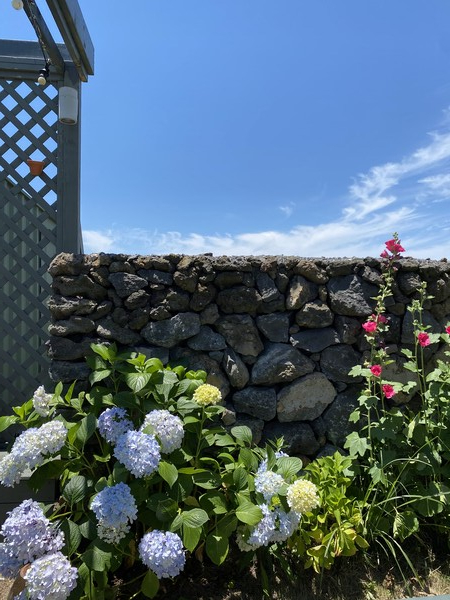 제주 리틀포레스트 마당의 수국