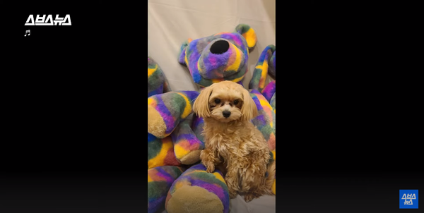 윤성씨의 반려견. 귀여워.......&nbsp; ⓒ스브스뉴스