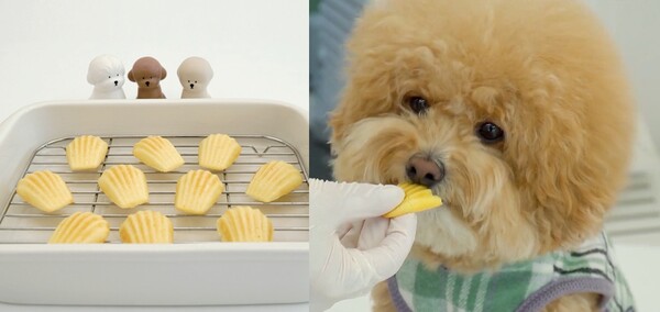 코코넛 마들렌/ 출처 = 헤이마리, 퐁주르