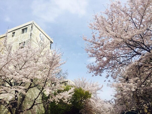 재건축 전 서울 강동구 둔촌주공아파트의 벚꽃.&nbsp;ⓒ한겨레 박수지 기자
