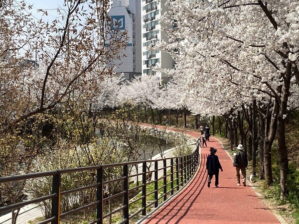 30일 오후 서울 송파구 마천동 성내천 인근에 시민들이 만개한 벚꽃을 구경하고 있다.&nbsp;ⓒ한겨레 곽진산 기자 제공