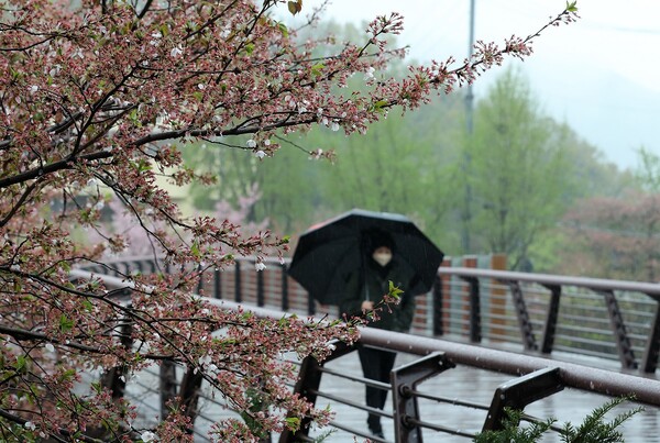 전국 곳곳에 봄비가 내린 5일 오전 서울 강남구 양재천 밀미리다리 산책길에서 우산을 쓴 시민들이 산책하고 있다. 2023.4.5 ⓒ뉴스1