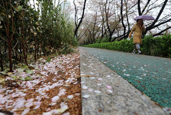 전국 곳곳에 봄비가 내린 5일 오전 서울 강남구 양재천 밀미리다리 산책길에 벚꽃잎이 떨어져 있다. 2023.4.5/뉴스1