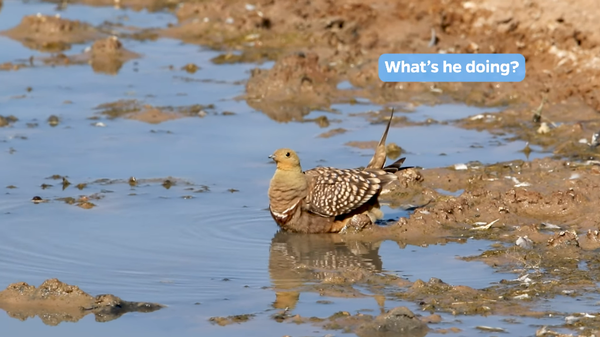 깃털에 물을 적시는 수컷 사막꿩. ⓒ존스 홉킨스 대학교 유튜브