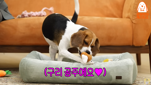 22일 유튜브 채널 '강형욱의 보듬TV'-'강형욱의 개스트쇼' 영상 장면 ⓒ강형욱의 보듬TV