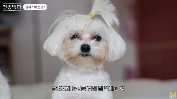 6일 유튜브 채널 '강형욱의 보듬 TV'-견종백과 말티즈 편 영상 장면 ⓒ강형욱의 보듬 TV