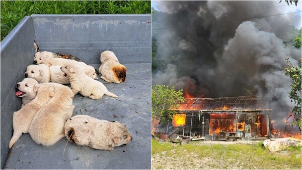 화마 속에서 구조된 강아지들(왼), 강원 횡성군 공근면 창봉리의 주택 화재 현장.&nbsp;ⓒ횡성소방서, 뉴스1
