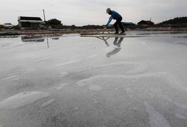 천일염 가격이 급등하고 있다. 최근 잦은 비로 인한 생산량 감소와 후쿠시마 원전 오염수 방류를 앞두고 일부 사재기에 나서면서 가격이 오른 것으로 분석된다. 사진은 12일 경기 안산시 동주염전에서 염부들이 천일염을 수확하는 모습. 2023.6.12ⓒ뉴스1