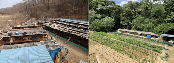 충남 아산에서 개농장을 운영하던 농장주 양아무개씨는 30년간 ‘식용 개’를 사육하다 지난 3월 폐업했다. 뜬장이 철거되기 전 농장 모습(왼쪽)과 밭 작물이 심어진 현재의 모습(오른쪽).&nbsp;ⓒ한국HSI/한겨레&nbsp;