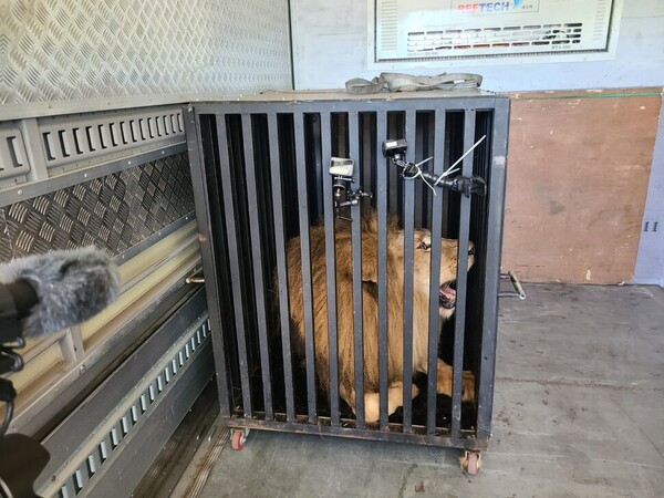 이동식 우리에 들어가 청주동물원으로 이동하는 수사자. ⓒ청주동물원 제공