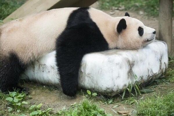 지난 3일 용인 에버랜드에서 아기 판다 '푸바오'가 얼음바위 '쿨드락' 위에 누워 더위를 식히고 있다. ⓒ연합뉴스