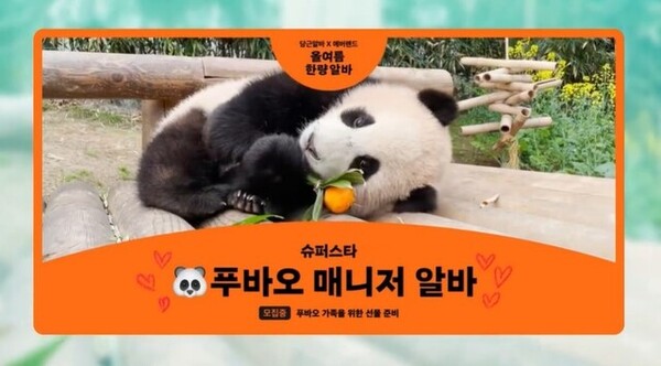 용인 에버랜드에 있는 아기 판다 '푸바오. ⓒ에버랜드 인스타그램 갈무리