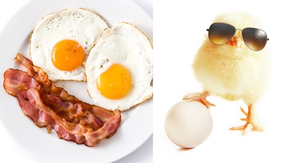 계란 요리와 병아리 자료사진 ⓒadobestock
