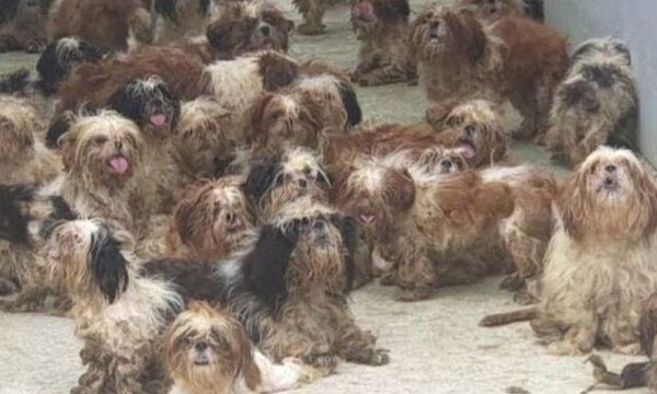 포항시 남구 한 주택에서 시츄 견종 50여 마리가 발견돼 포항시가 구조에 나섰다. ⓒ인스타그램 @chuu_gramm&nbsp;