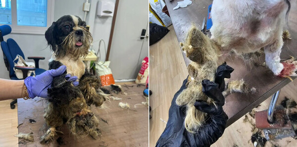 포항시 남구 한 주택에서 시츄 견종 50여 마리가 발견돼 포항시가 구조에 나섰다. 사진은 미용 봉사에 나선 반려견 미용사가 공개한 시츄의 모습. ⓒ인스타그램 @puppy__zzang