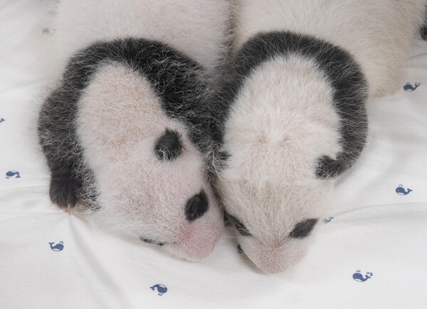 에버랜드가 국내 첫 쌍둥이 판다의 생후 한 달째 사진을 7일 공개했다.(에버랜드 제공) 2023.8.7ⓒ뉴스1