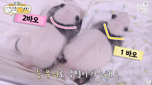 지난 3일 유튜브 채널 에버랜드에 공개된 영상 장면 에버랜드 유튜브 채널&nbsp;