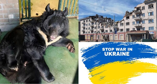 동물보호소에서 회복중인 곰 '얌필', 전쟁 자료사진, 우크라이나 국기 일러스트 ⓒ인스타그램 (@natuurhulpcentrumopglabbeek), Adobe Stock